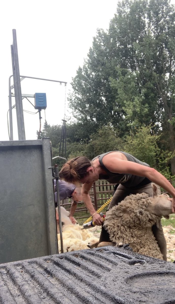 shepherdesskit's tweet photo. Just when you think itβs all over π€¦π»ββοΈ managed to get the last dozen done in the rain to finish them off. Hoping that really is the end of #shearing2020 https://t.co/QvfltKieVU