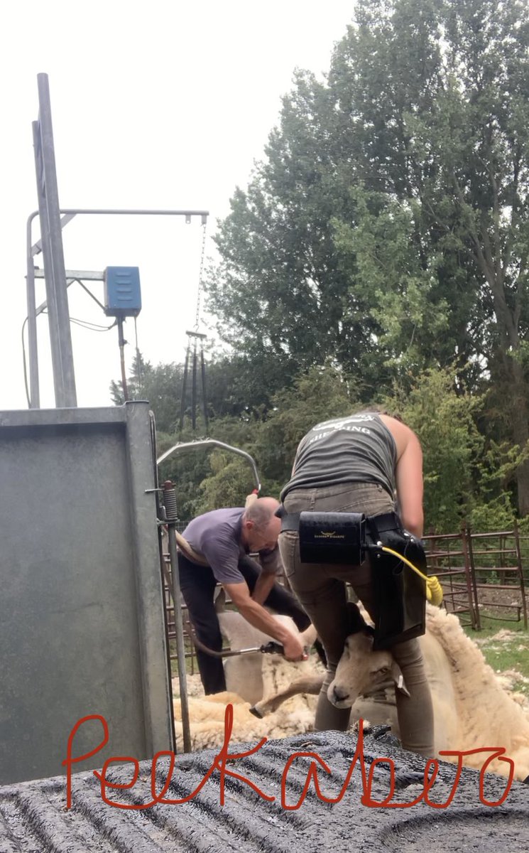 shepherdesskit's tweet photo. Just when you think itβs all over π€¦π»ββοΈ managed to get the last dozen done in the rain to finish them off. Hoping that really is the end of #shearing2020 https://t.co/QvfltKieVU