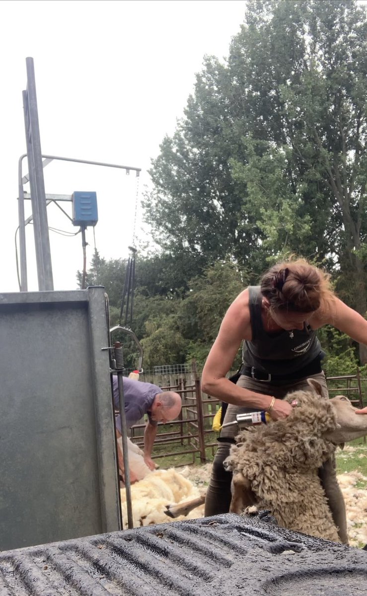 shepherdesskit's tweet photo. Just when you think itβs all over π€¦π»ββοΈ managed to get the last dozen done in the rain to finish them off. Hoping that really is the end of #shearing2020 https://t.co/QvfltKieVU