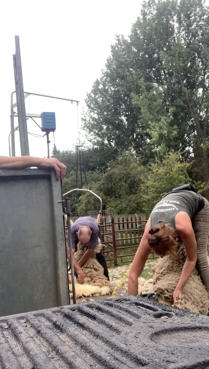 shepherdesskit's tweet photo. Just when you think itβs all over π€¦π»ββοΈ managed to get the last dozen done in the rain to finish them off. Hoping that really is the end of #shearing2020 https://t.co/QvfltKieVU