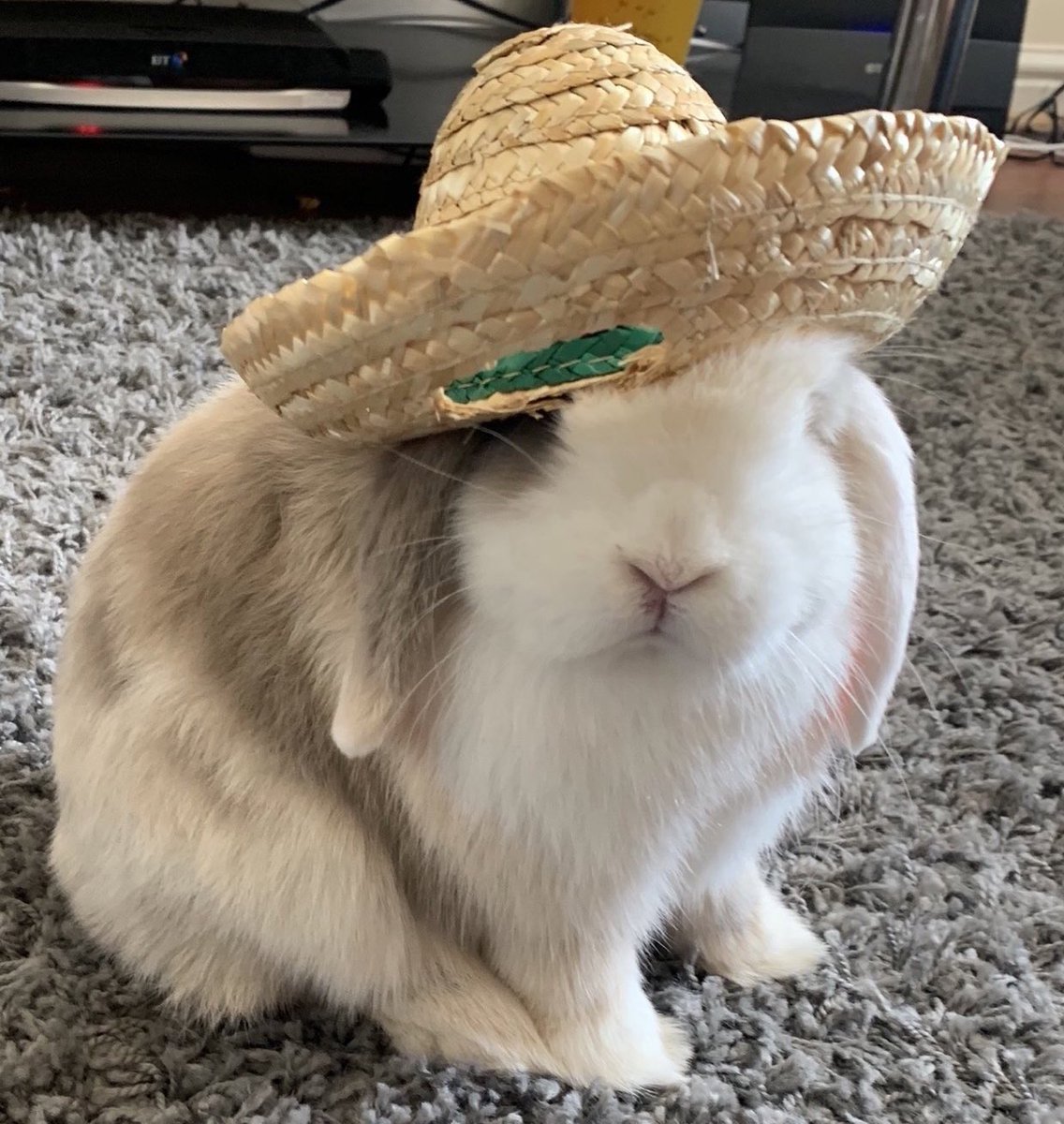 RabbitoftheDay's tweet photo. 📅 19th August 2020
🐰 Luna 
💕 #animaloftheday https://t.co/SOJO1nGnrM