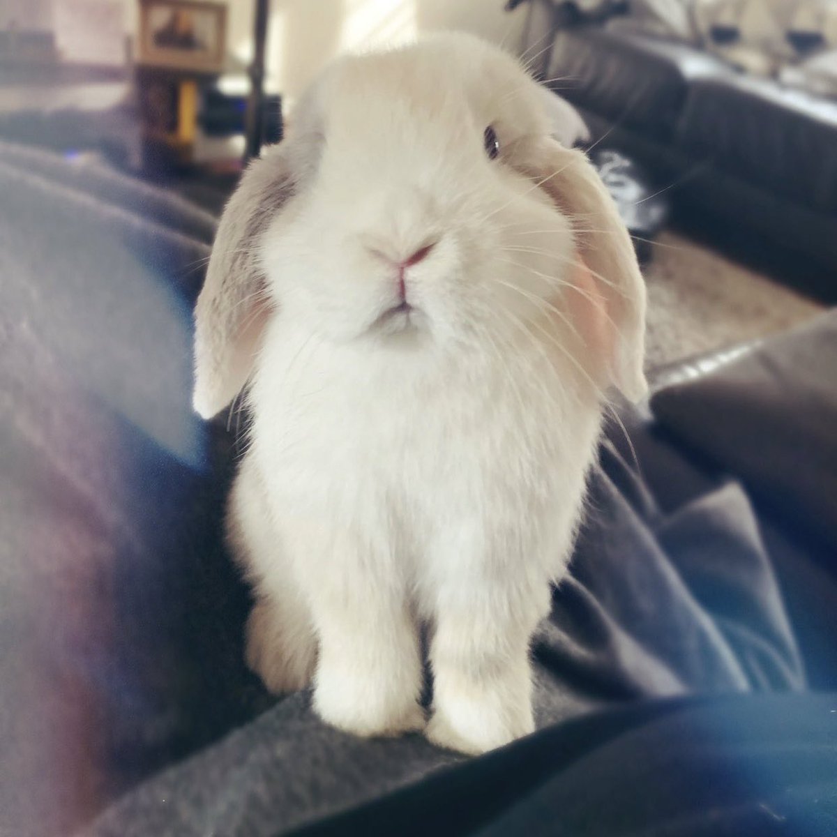 RabbitoftheDay's tweet photo. 📅 19th August 2020
🐰 Luna 
💕 #animaloftheday https://t.co/SOJO1nGnrM