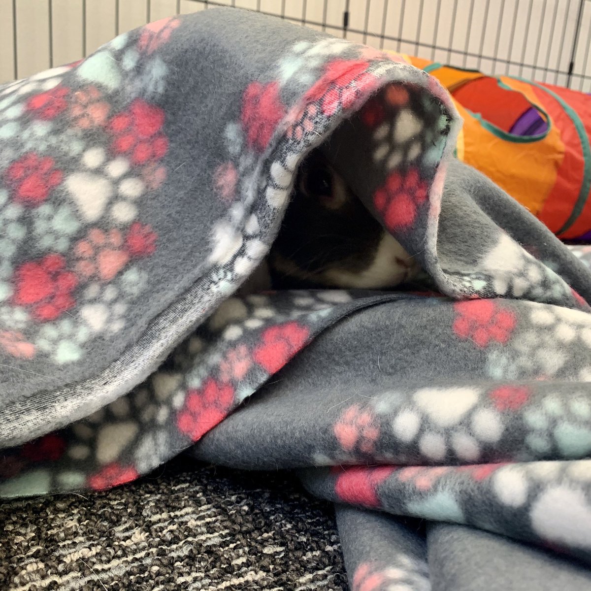 ahscougarmc's tweet photo. Foggy Wednesday morning, man! Luna says it’s totally fine to attend class while wrapped in your favorite blankie 💕 #theahsway #theacsway #schoollibrary #highschoollibrary #bookbunny #LunaLovesSchool https://t.co/UmjOuQnjjp