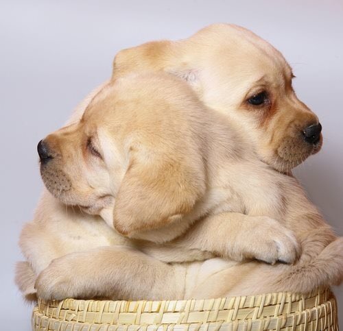 day 12 of jonny as puppies (but this time w kaner because this picture makes me smile, and i think we all need some hugs and happiness rn) 