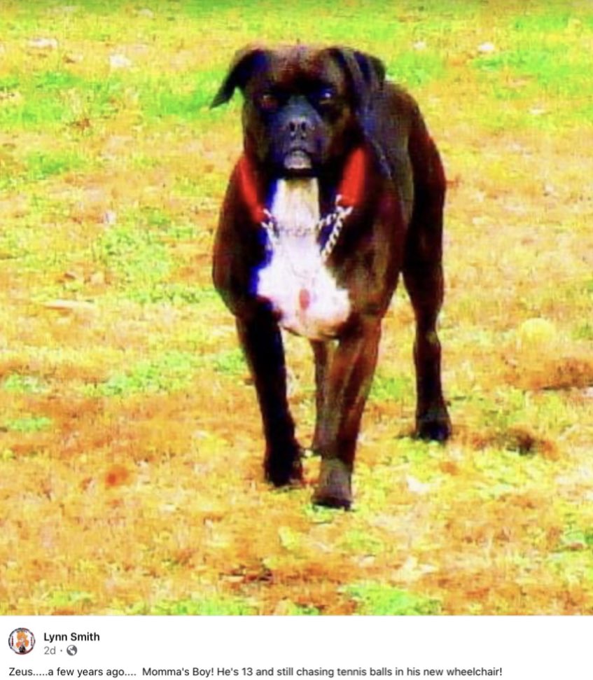 11/ Tracey Sparks  Lynn Smith1st screenshot shows that Smith takes over from Sparks, who ended up in Fb jail.2nd photo shows Tracey Ovitt has a dog named Zeus.3rd photo shows Lynn Smith has an identical looking dog named Zeus. @ABBgroupnews