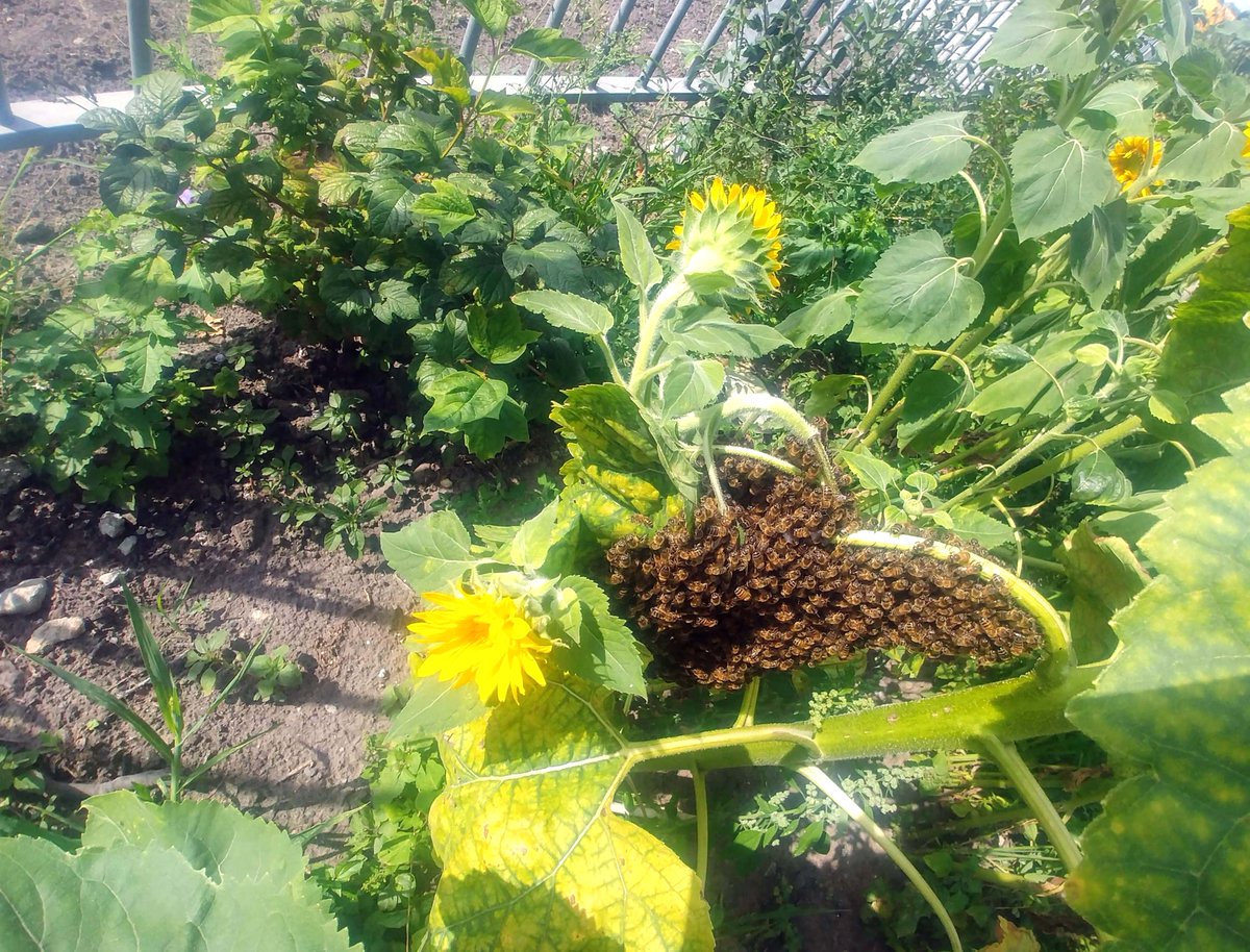 StadstuinGoes's tweet photo. We doen er veel aan om de Stadstuin #bijvriendelijk in te richten. Deze zwerm bijen hangt hier in ieder geval lekker in het zonnetje tussen de bloemen. https://t.co/jqmXOIqLjH