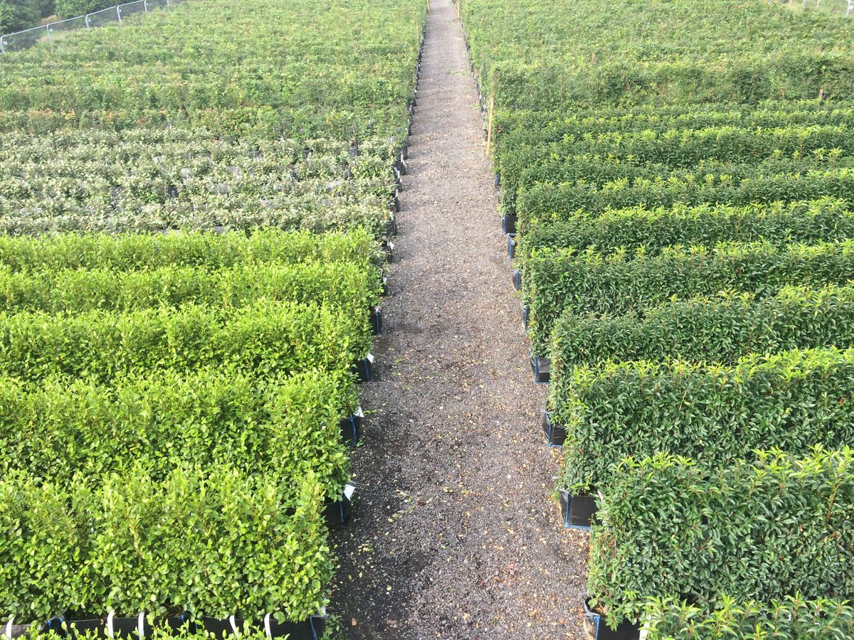 PracBrownLtd's tweet photo. We would be delighted to guide you around our nursery in Iver, Buckinghamshire to view our Practical Instant Hedge and containerised trees.
Please phone us first 01753 652022 to book a nursery visit and we will ensure we have an expert on hand.
#instanthedges https://t.co/PxFvU4fXOH