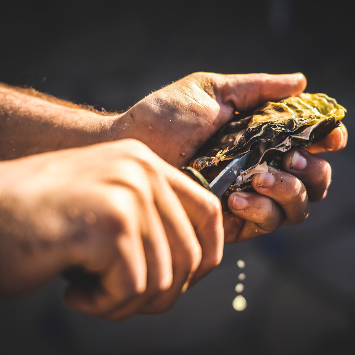 HaroldImportCo's tweet image. Summer may be winding down, but that doesn't mean you have to stop enjoying delicious oysters. Be sure to check out our blog post for HIC tools that will make the most of your seafood meals! 🍽
