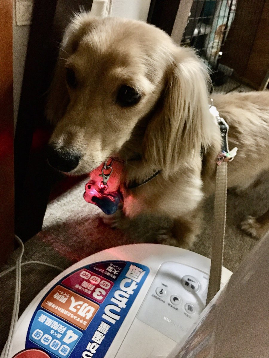 そういえば百均で夜散歩用のライト買ったんだけどダックスは足が短すぎて歩きづらそう まきえもんのイラスト