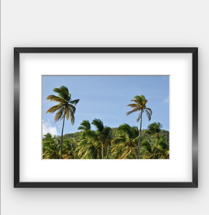 ashley__who's tweet photo. It’s World Photo Day! Support a black woman photographer and get some prints ✨ #BWPrintSales https://t.co/MAFtVf1AdB https://t.co/ganz2tPEeB