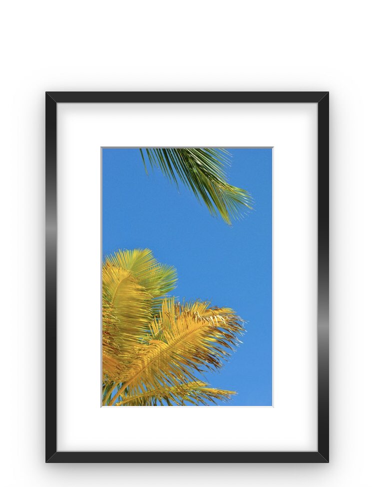 ashley__who's tweet photo. It’s World Photo Day! Support a black woman photographer and get some prints ✨ #BWPrintSales https://t.co/MAFtVf1AdB https://t.co/ganz2tPEeB