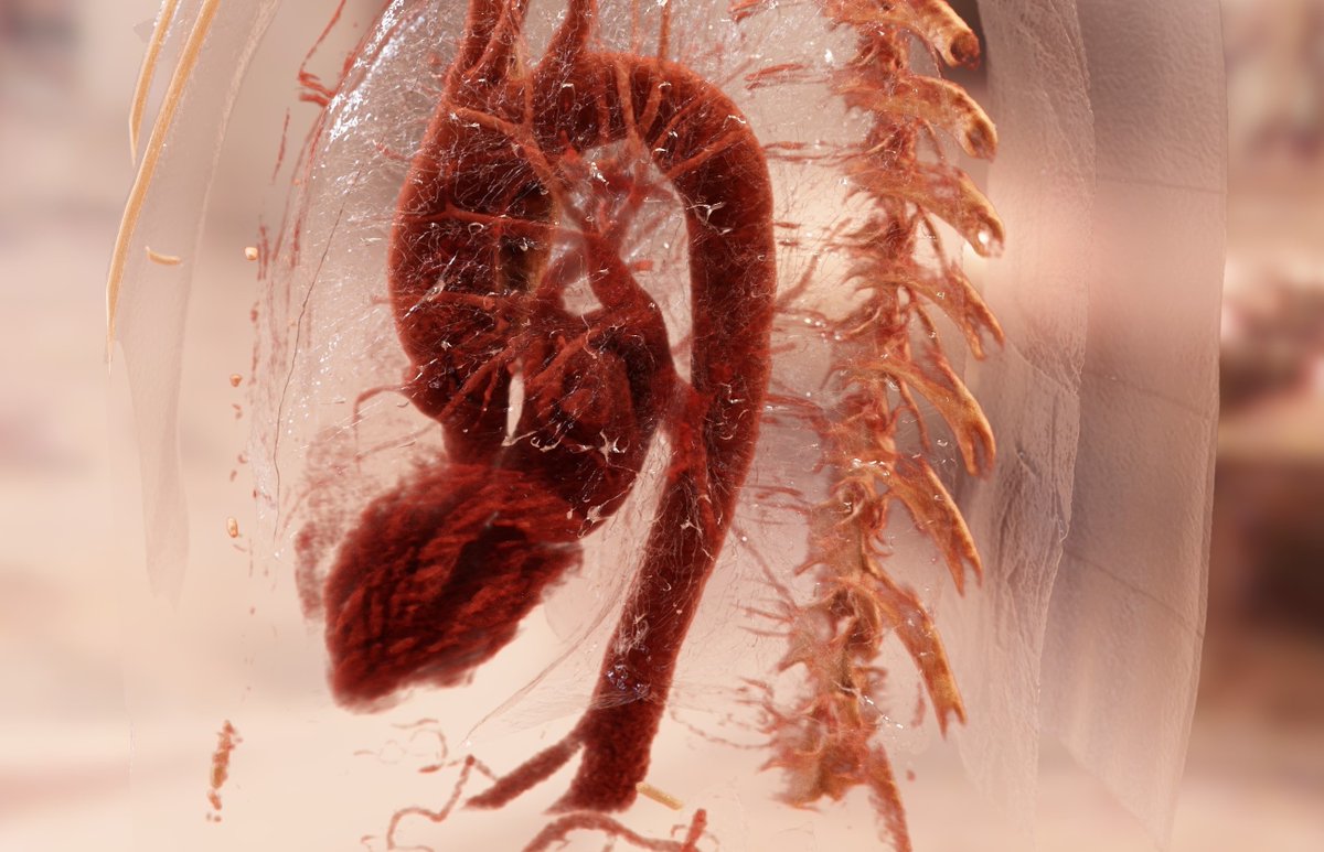 These strands - myocardial trabeculae - are conserved across vertebrate evolution and lie at the interface between flowing blood and the compact heart muscle. They are shown on this 3D rendering of the inner surface of the heart. 2/8