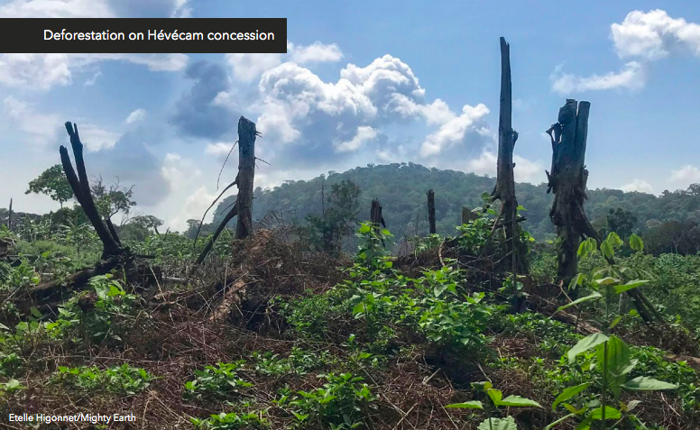 StandMighty's tweet photo. Since we're talking about ethics in tire purchasing...@goodyear, @Michelin, @Bridgestone, @continentaltire, and others have been tied to deforestation &amp; human rights abuses around the world. 

Tweet them and ask about their sustainable rubber policies https://t.co/wyTrqaxBZ7