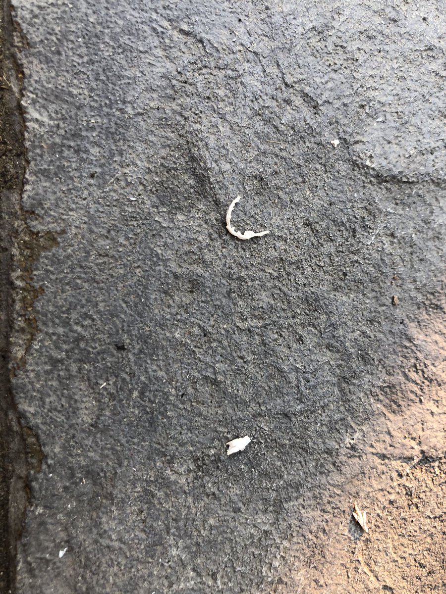 FireWeatherLab's tweet image. Light ash fall in downtown San Jose from the #AugustLightningComplex fires.