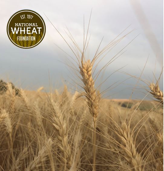 themcgregorco's tweet photo. M-Press is breaking records! 189.4 bu/ac verified in the #NationalWheatYieldContest - breaking the current WA record and nearly breaking the national record! #ThatsMPRESSive #KickStarter #M-Struct #Rally #StrongerRootsFromTheStarter #StartStrong #FlagToFinish https://t.co/y4vsCqKXwW