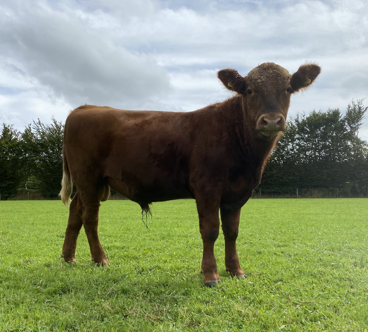 newlandfarm's tweet photo. Young Red Angus bull caught the eye today #AtGrass #CouldBeAKeeper https://t.co/RJ1UDf3ryv