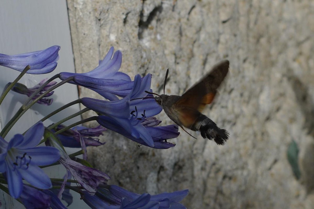 Kijk toch eens wat onze tuinbeheerder zag bij het prieel in Toen. Ze zijn er weer #kolibrievlinders