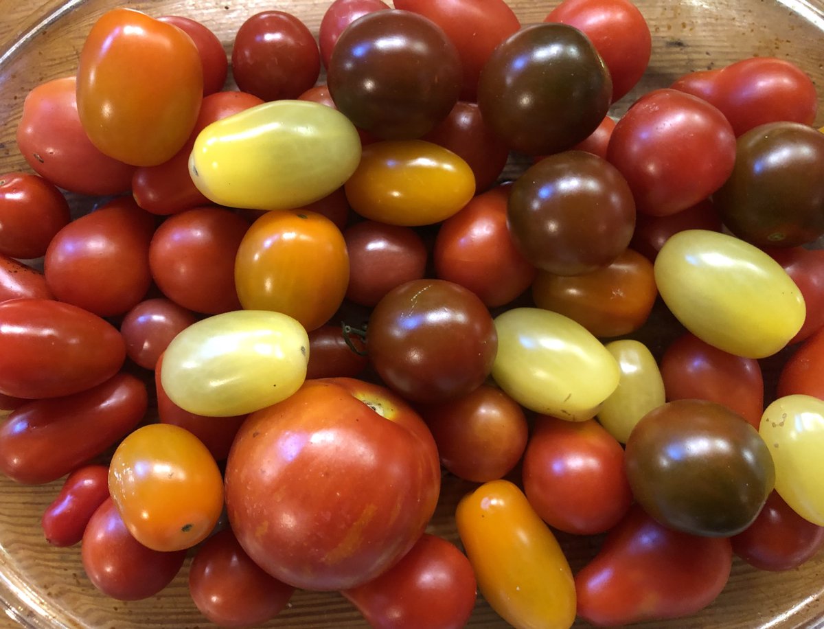 LymWild's tweet photo. Good pickings considering lots our Community Allotment toms got blight. Took some plants home 2 protect them. Some grown from v old seed, proved resistant! Those you potted on @sarahrix1 Now exploring #blightresistant seed for 2021. Thx 4 suggestions @RobsAllotment. More welcome https://t.co/5PaiOHK8t5