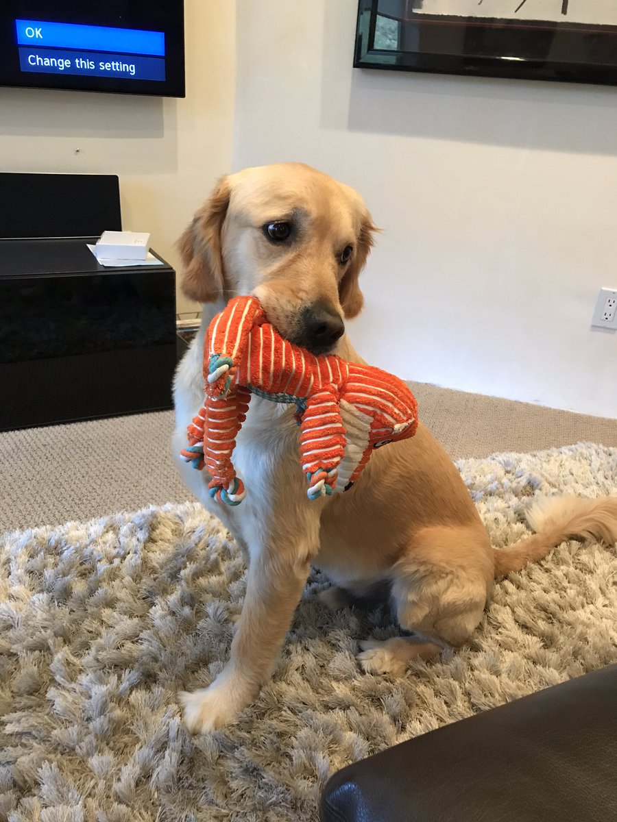 Posting a picture of our Golden, Riley, for DogDougout.  All retriever, all the time.  Except when he’s watching TV.  #NWDogDugout