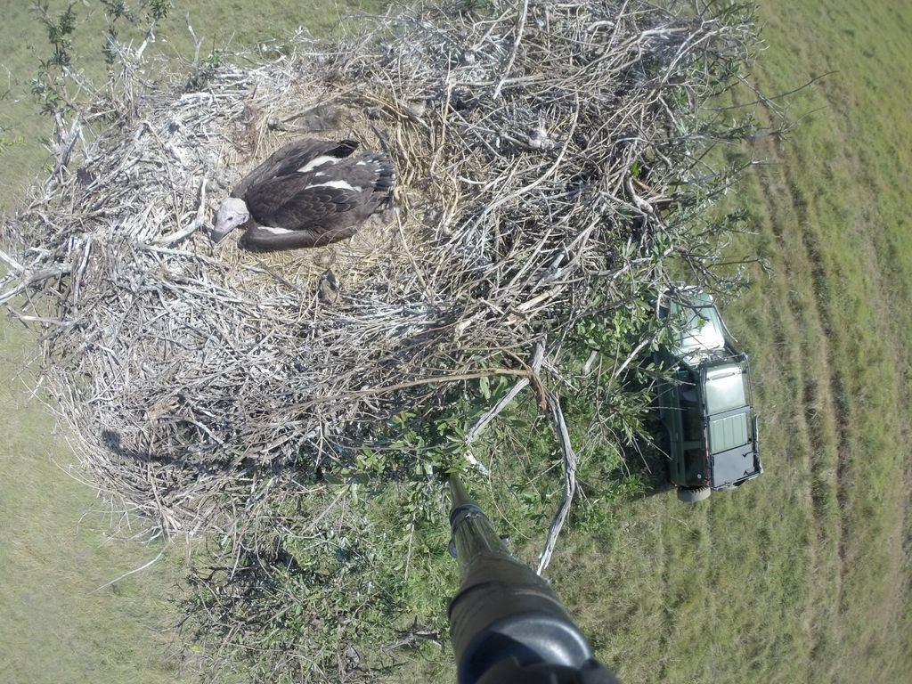 Lappet-faced Vulture chicks will start fledging soon in the Maasai Mara. Just in time to enjoy the benefits of the great migration! #mararaptorproject #kenyabirdofpreytrust #lappetfacedvulture #peregrinefund #maasaimara