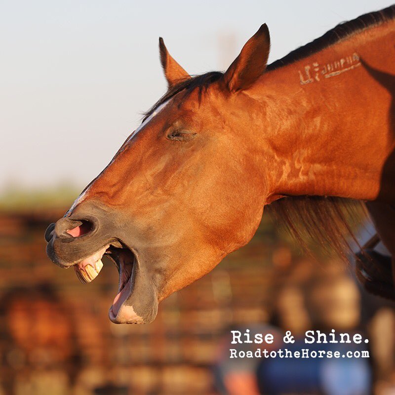 Rise &amp; shine! #HappyWednesday #RTTH