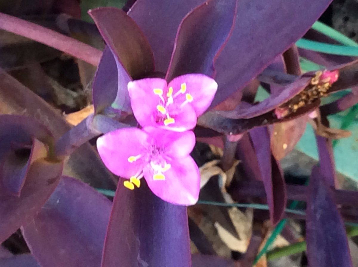 多田しょういち 木曜日 早朝のウォーキング出発です しばらく不在となります その間返信等が遅れます ご容赦下さい ムラサキゴテン 紫御殿 ツユクサ科 多年草 別名 セトクレアセア パープルハート 地上部は全て紫 花は赤紫 葉はやや多肉 多田しょういち 木曜日 早朝のウォーキング出発です しばらく不在となります その間返信等が遅れます ご容赦下さい ムラサキゴテン 紫御殿 ツユクサ科 多年草 別名 セトクレアセア パープルハート 地上部は全て紫 花は赤紫 葉はやや多肉