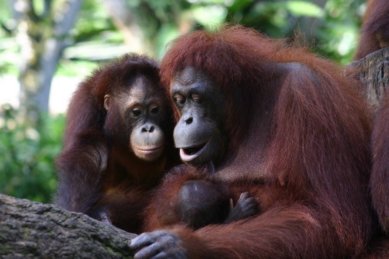 Happy #InternationalOrangutanDay! We must do all that we can to protect the orangutan’s habitat by avoiding palm oil and pushing towards more sustainable options.