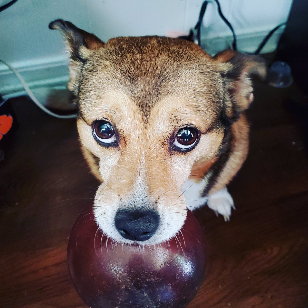 SCGIRLTammy's tweet photo. @WFLAVictoria My coworker insisted on a play ball break https://t.co/9v91XdFjwu
