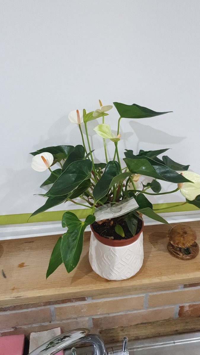 JCaizley's tweet photo. @jennylmooney Hi Jenny hope you're well, not the plant I had but this one has 5 flowers on now , had it approx 18 mnths , watered once a week and just keep turning it in the window #houseplantmaster 😁 https://t.co/8VDbzturhc