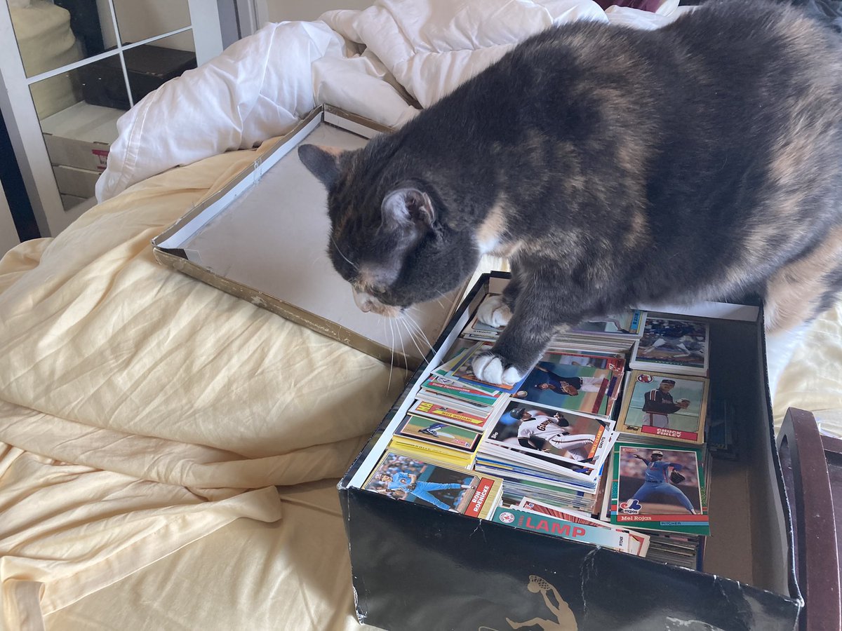 ProjectShaqBox's tweet image. Oh come on.