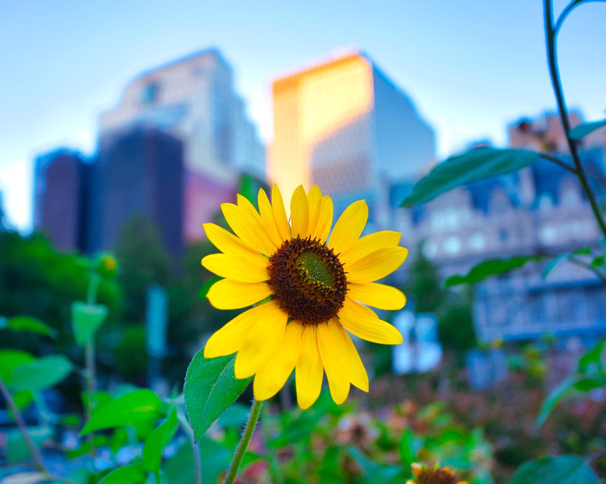 omardpal's tweet photo. Happy #WorldPhotographyDay !!!
#Sunflower #Skyline #what_i_saw_in_nyc #wildnewyork #newyork_world #loves_nyc #nycprimeshot #amazingnewyork #nbc4ny #abc7ny #fox5ny #ny1pic #newyorkcity #newyork #Online_NewYork #cityscapesnyc #city_of_newyork #nypix #made_in_ny #nyc https://t.co/MFxQ8qXsj7