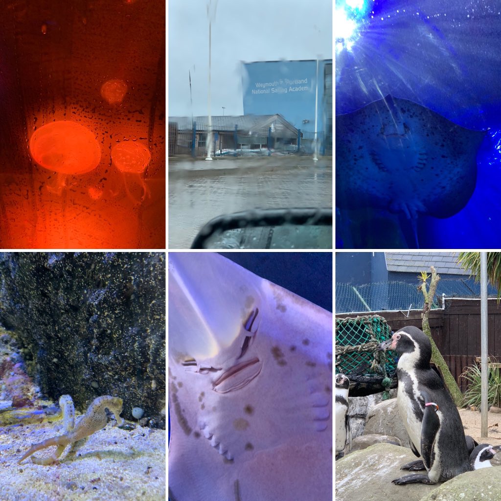 go_mclean's tweet photo. No sea kayaking for us today so had a different #WeAreActive day...14,000 steps & the sea life centre for us...back to it tomorrow with a personal favourite #OpsActive #PharmacyActive @mcconkeytony @racheldphysio https://t.co/TQDXhxJWUJ