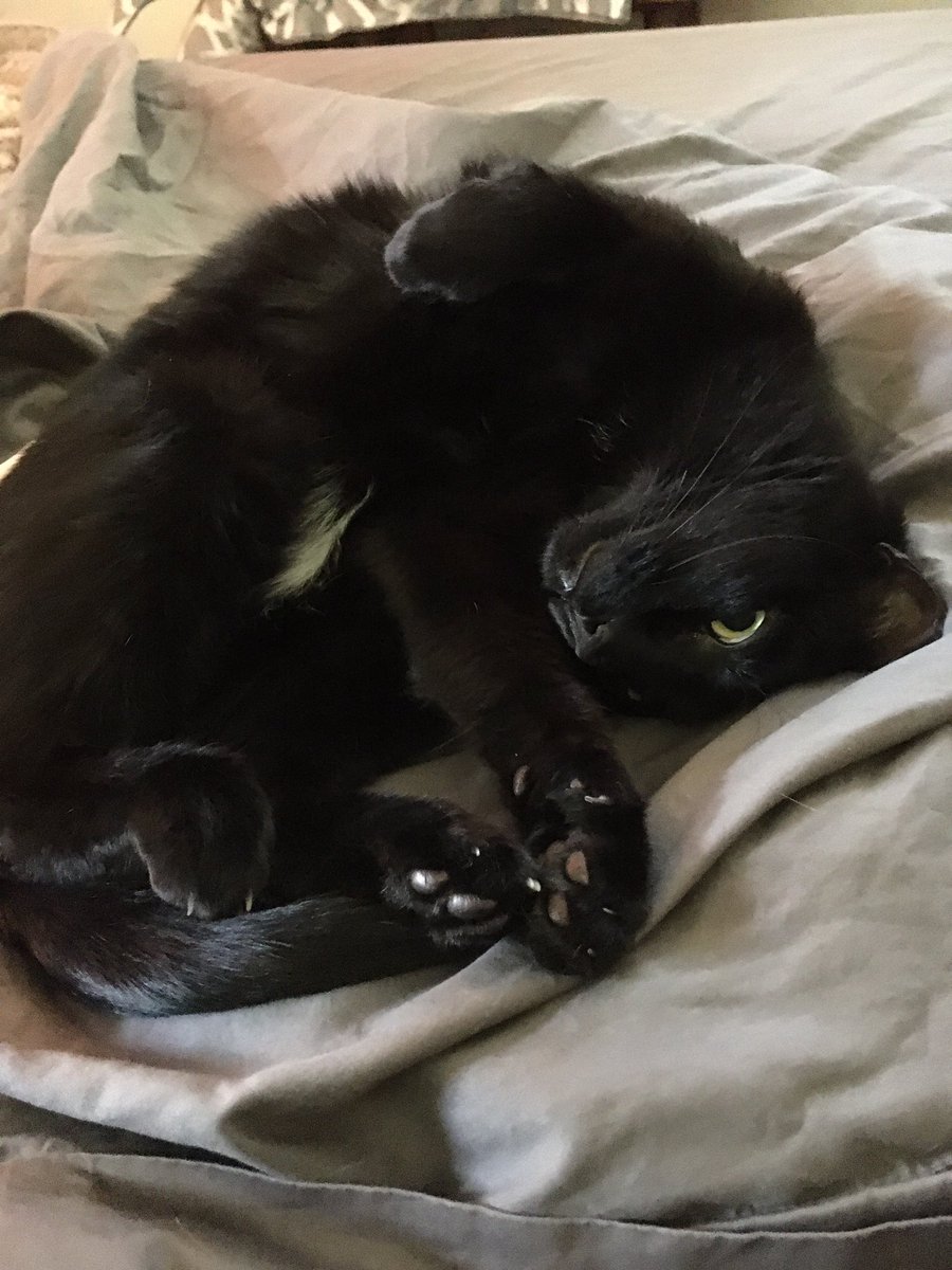 TheLaurbarian's tweet photo. Kitten roll call! Mustachio at her usual window seat, Mia sitting next to my husband all day long on her cushion, and Goku not letting us make the bed.
So a standard day. #CatsOfTwitter #Cats #SnuggleFriends https://t.co/4eyykNIvRJ