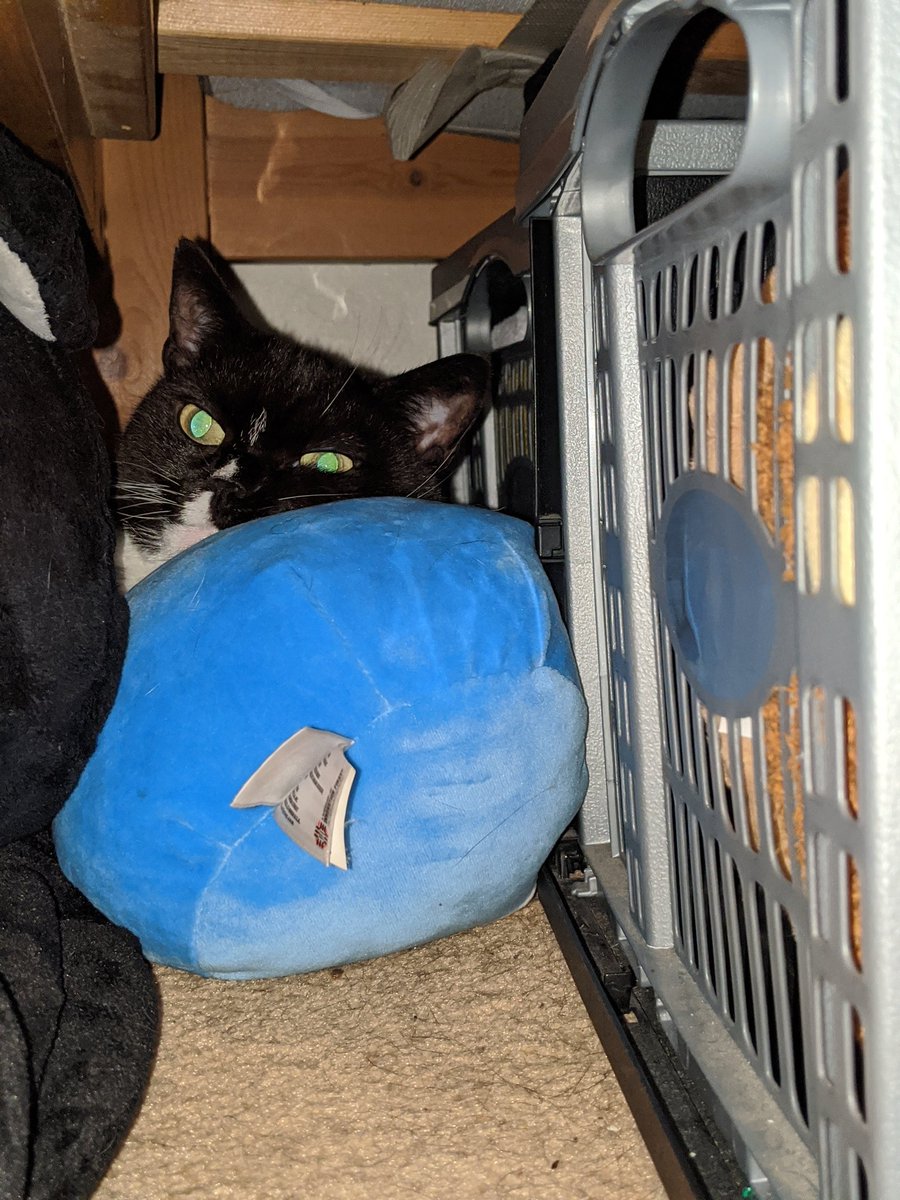 _Poppy_cat's tweet photo. I have no idea why my human was running around calling my name, is it not obvious to look under the far corner of the bed behind soft toys?! My multiple beds around the house just aren't acceptable today https://t.co/YJmIyVmmSm