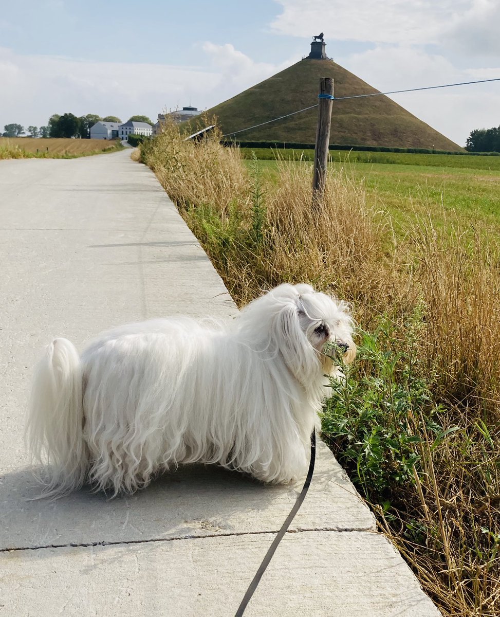This week has been harder than most. Moving up to 20 minute walks was #ruff ! But I made it 💪 and even did some sightseeing. Any guesses where I am in this picture? #ACLtear #Recovery #VisitBelgium #DogsofTwitter #cotondetulear #dogsofbelgium