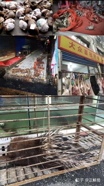 26. A filthy stinking shitty market https://news.tianyancha.com/ll_t3g9kpeage.htmland https://finance.sina.com.cn/china/gncj/2020-01-21/doc-iihnzahk5646749.shtmland https://apcomnet.com/asia-pacific-financial/economic/2020/01/%E7%9B%B4%E5%87%BB%E6%AD%A6%E6%B1%89%E8%82%BA%E7%82%8E%E4%BA%8B%E5%8F%91%E6%B5%B7%E9%B2%9C%E6%89%B9%E5%8F%91%E5%B8%82%E5%9C%BA-%E6%9C%89%E4%BA%BA%E4%B8%8D%E5%9C%A8%E6%84%8F%E6%9C%89%E4%BA%BA%E6%8B%85.htmland https://mp.weixin.qq.com/s/X-WTY_h9vNR2z8E5ko8dKA