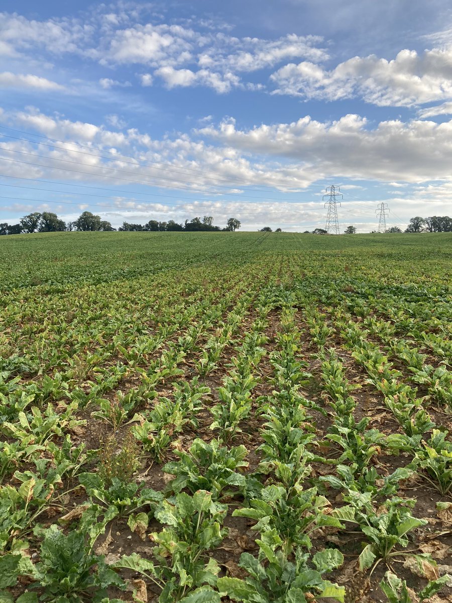 Same field, same place, different scene just a few days apart, light land #sugarbeet showing remarkable resilience and recovery having been flat on their backs for 3 weeks, 10mm of rain and they’re standing proud again #homegrownsugar #nothingbeetsit #welcomerain <a href="/BritishSugar/">British Sugar</a>
