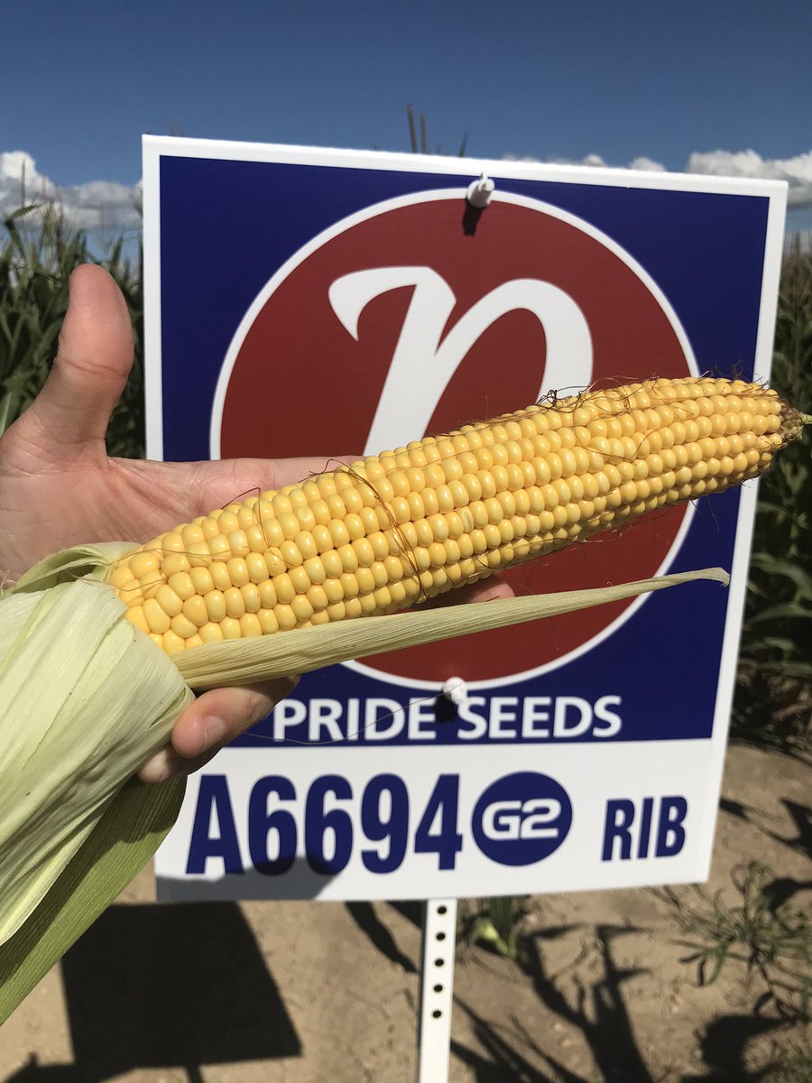 My pick in the <a href="/WrightCentury/">Erin Wright</a> north of Parkhill is A6694G2.  Very consistent 🌽#PRIDEinMyField #ontag #corn