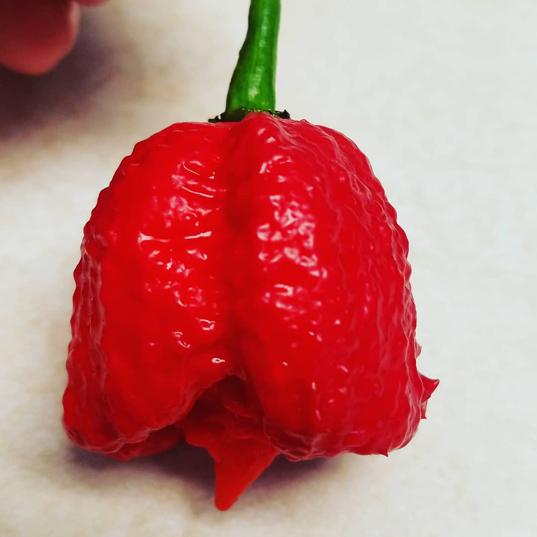 Spicylife212's tweet photo. This 7 Pot Primo is perfect! This plant doesn't have a lot on it so I'm stoked I got such a beauty! #spicylife #hotpeppers #gardening #garden #plantlife #7pot #7potprimo #primopeppers #primo #stayspicy #chillipeppers #homegrown #sunlight #peppers #chiles #plantlove #garden2020 https://t.co/33YX70NakJ