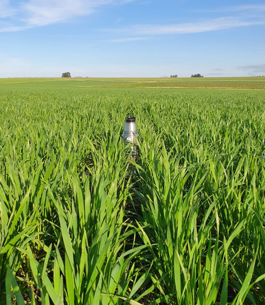 agromil_ltda's tweet photo. 🌾#Trigo Génesis 4.33 con #MicrostarPZ 📍Estancia La Armonía, Flores
#MicrostarTrigo #TrigoGénesis https://t.co/xQEr34VMPN