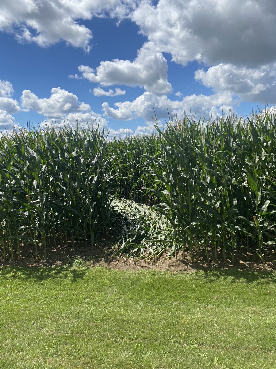 TonyDeblock's tweet photo. If anyone sees a side by side in the central Perth area with corn hanging off it please report fair bit of damage on line 49 early this morning. @jmcdon95 @JM_Grain https://t.co/MpsfBsaY9j