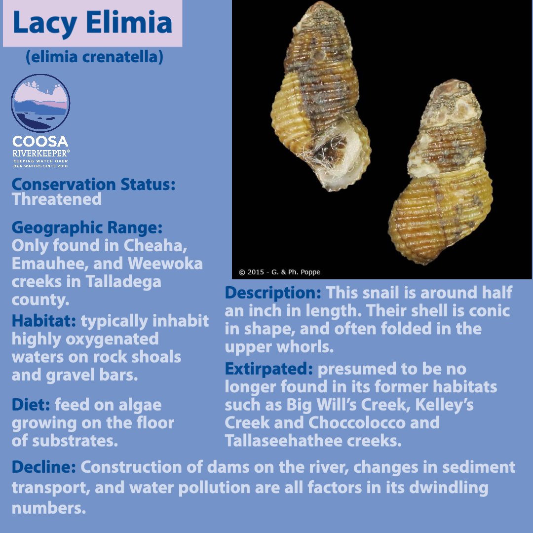 CoosaRiverkeepr's tweet photo. Check out this week's #critterofthecoosa, a snail so rare we could only find one photo of it! https://t.co/fltuNTYUV1