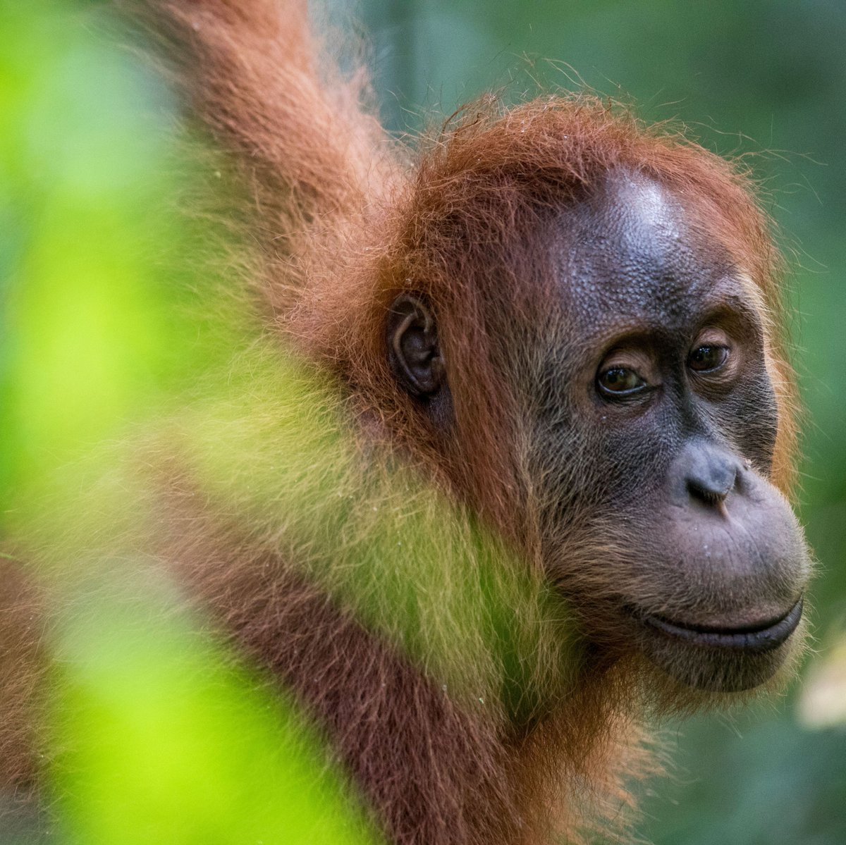 rewild's tweet photo. Happy International #OrangutanDay! 🦧 For 20 years @socp_tweets has done orang rescue, rehab &amp; reintroduction, research &amp; habitat protection. SOCP's work has resulted in tangible impacts including 2 new populations of reintroduced orangs in Sumatra! 📷  Kike Arnal/@arcusgreatapes https://t.co/LAWxv7Qsqs