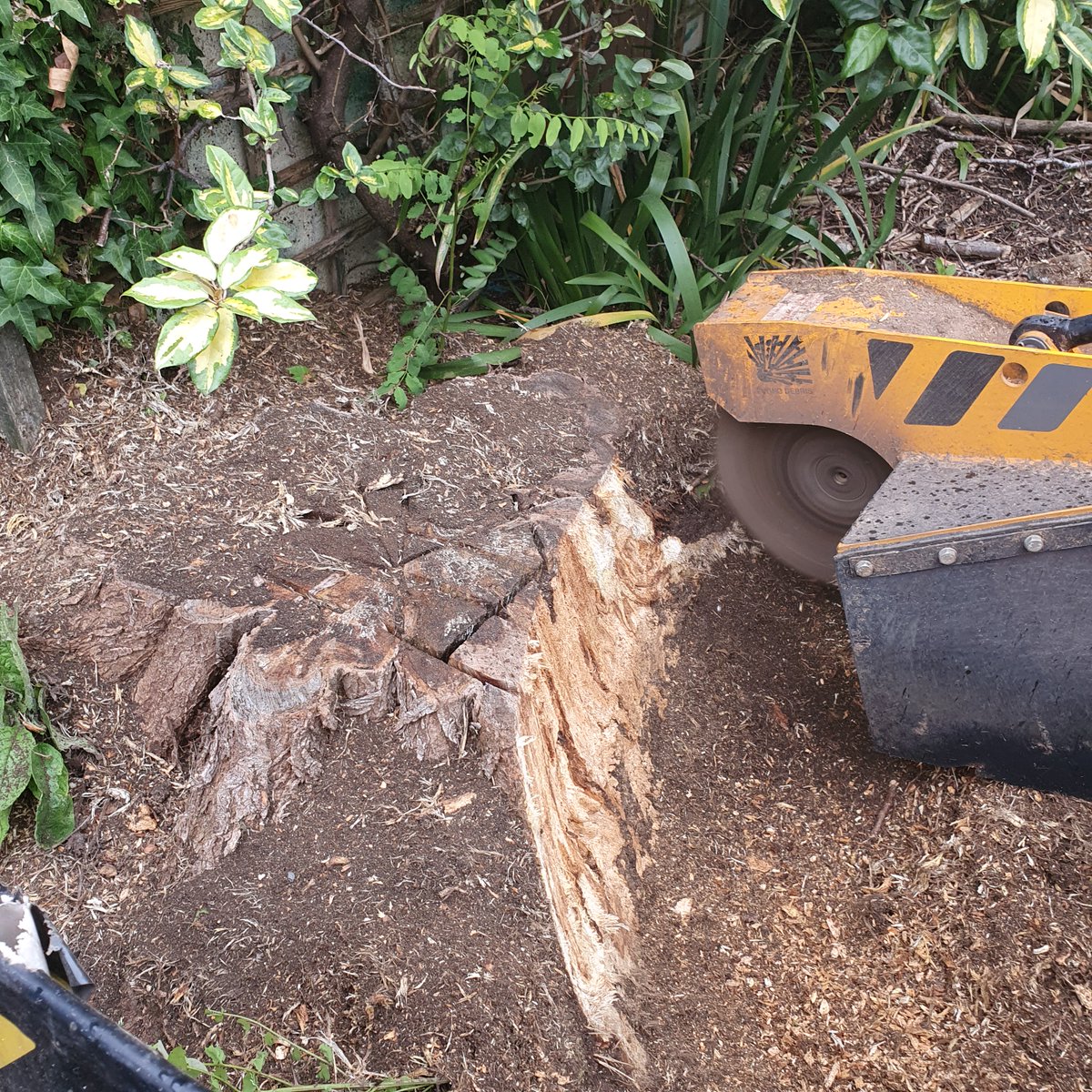 Tree stump grinding near Milton, Cambridge today. A large acacia tree stump was removed in preparation for a new larger garage. The tree stump was totally removed in preparation for the ground workers. #Milton #Cambridge #Cambridgeshire #stumpgrinder #treeroots #treestumpgrinding