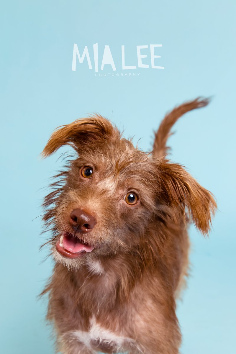 petandportrait's tweet photo. look at this freakin dog https://t.co/lNNWCm1TVY