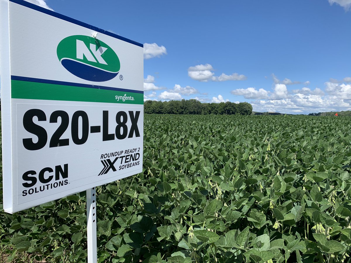NK S20-L8X (3000CHU) looking strong with its top white mould &amp; SDS tolerance - this random plant at a field outside Fingal has 53 pods, most with 3 beans each - main stem is the 1st column of beans &amp; branching pods in 2nd &amp; 3rd column - big yields expected!