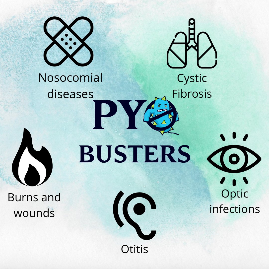 Our Pyobusters destroy P. aeruginosa’s colonies by attacking its biofilm, they can be used in any other context involving the infection by this pathogen such as nosocomial diseases, bruns and wounds, optic infections as well as otitis in humans and animals.