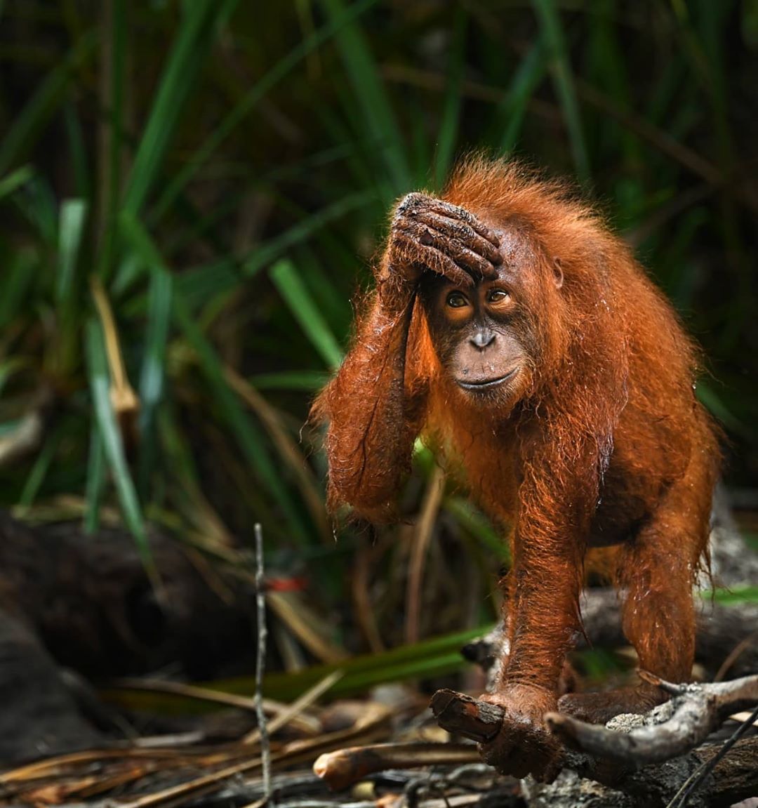Happy #InternationalOrangutanDay! We found the perfect image to match our favorite emoji 🦧

Through our Rimba Raya project, we are working to ensure critically endangered orangutans are protected. Visit this link to see how you can help! ➡️ sftre.es/uub