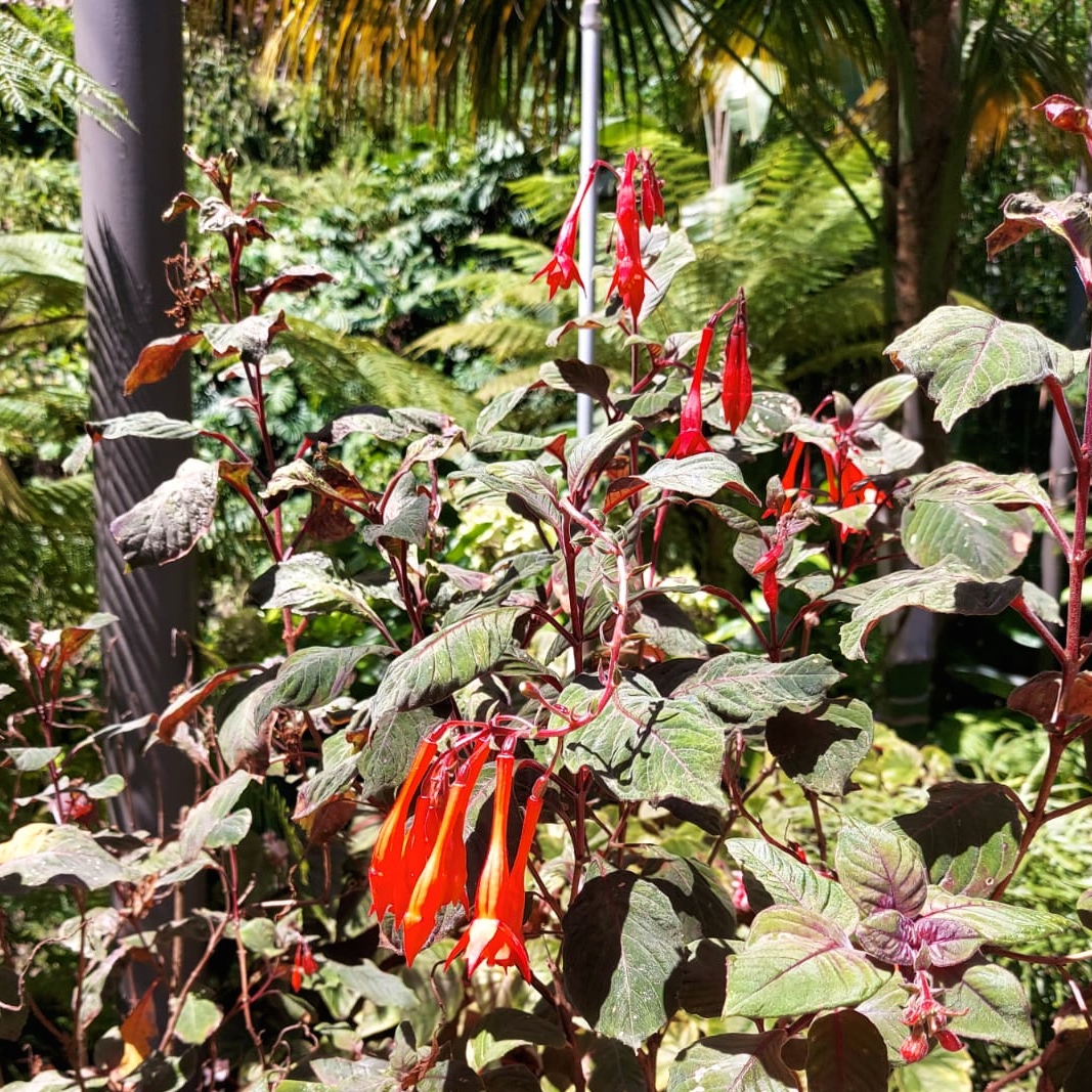 galactic_madrid's tweet photo. FUCHSIA TRIPHYLLA - ONAGRACEAE #Haiti #DominicanRepublic #plant #biodiversity #fuchsia #triphylla #beautiful #plants #bioheritage https://t.co/vAllulG8De