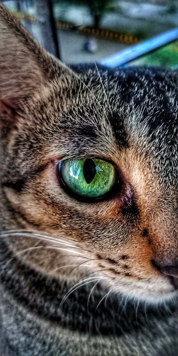 frozen_kitkat's tweet photo. @colorosglobal Pet Babies 🐱❤️
Shot on my OPPO F5🌟

#WorldPhotographyDay
#WorldPhotography
#WorldPhotoDay

#OPPO #OPPOWatch #OPPOFindX2Pro #OPPOReno4 #ColorOS #MyColorOS #ColorOSGlobal https://t.co/LAoOG8IQut
